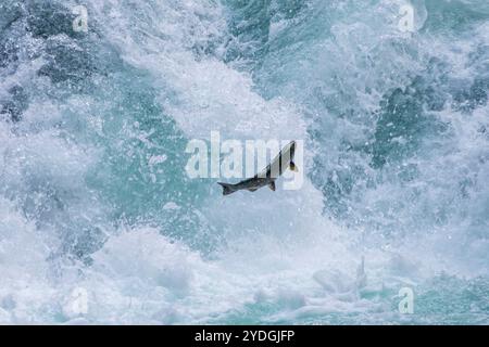 Ein wandernder pazifischer Lachs, der durch turbulentes Weißwasser am Fuße eines Wasserfalls springt Stockfoto