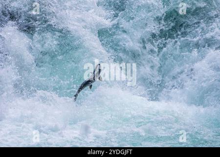 Ein wandernder pazifischer Lachs, der durch turbulentes Weißwasser am Fuße eines Wasserfalls springt Stockfoto