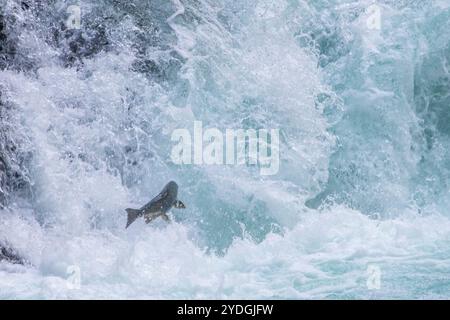 Ein wandernder pazifischer Lachs, der durch turbulentes Weißwasser am Fuße eines Wasserfalls springt Stockfoto