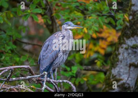 Ein großer blauer Reiher, der auf einem Zweig thront, mit Herbstlaub im Hintergrund Stockfoto