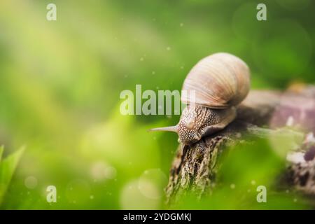 Große Schnecke in Muscheln krabbeln auf Stumpf bedeckt mit dickem grünem Moos am Sommertag mit Bokeh und Sonnenstrahlen im Garten, Nahaufnahme. Gemeinsamer Garten Snai Stockfoto