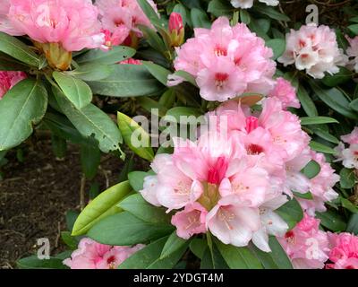 Virginia Water, Surrey, Großbritannien. April 2024. Eine wunderschöne Ausstellung von Azaleen, Rhododendron und Blumen im Punch Bowl in den Valley Gardens, Teil des Windsor Great Park. Kredit: Maureen McLean/Alamy Stockfoto