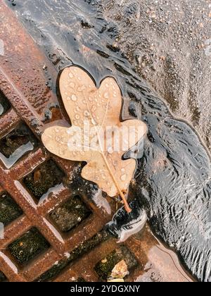 Makrobraun verwelktes getrocknetes Eichenblatt bedeckt mit Regentropfen auf dem Boden neben Metallrinnengitter, Blick von oben Stockfoto