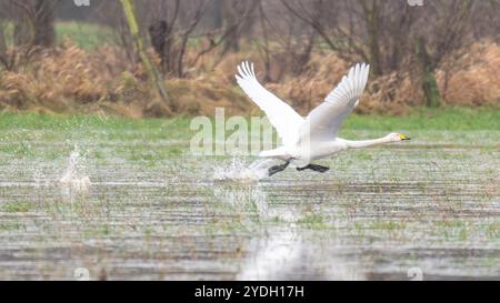 Der Schwan (Cygnus cygnus) beginnt mit ausgestreckten Flügeln und Wasserspritzern dahinter abzuheben. Deutschland. Stockfoto