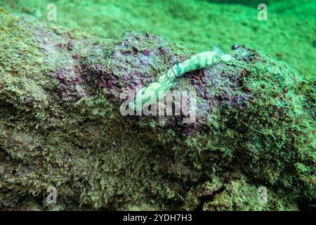 Anmutige weiße und gelbe Nacktschnecken gleiten über einen felsigen Meeresboden mit grünen Algen und verleihen der Unterwasserszene exotische Schönheit Stockfoto