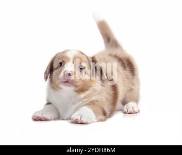 Cutel Welsh Corgi Cardigan Welpe spielt auf weißem Hintergrund Stockfoto