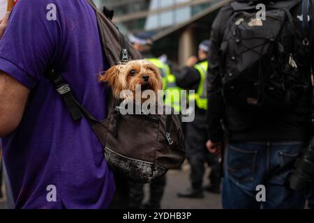 London, Großbritannien. Oktober 2024. Ein Hund wird während der Kundgebung in einem Rucksack getragen. Tausende Demonstranten versammelten sich im Zentrum Londons gegen einen Protest von Unite the Kingdom, der vom ehemaligen Anführer der English Defence League, Tommy Robinson, organisiert wurde. Robinson sollte an dem marsch teilnehmen, wird aber derzeit vor einem Gerichtsereignis am Montag in Gewahrsam genommen. Quelle: SOPA Images Limited/Alamy Live News Stockfoto