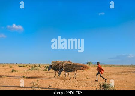 Ein Karimojong-Junge bemannt Esel mit trockenem Gras für Reethütten in Kaabong, Karamoja Uganda Stockfoto