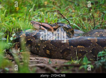 Der indische Python Python molurus ist eine große Schlange, die auf dem indischen Subkontinent und Südostasien beheimatet ist und auch als Schwarzschwanz- oder indischer Fels oder asiatischer Fels Py bezeichnet wird Stockfoto