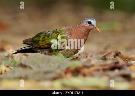 Chalcophaps indica, auch graue Smaragdtaube, Staatsvogel der Tamil Nadu, auch bekannt als Green Dove und Green-winge Stockfoto