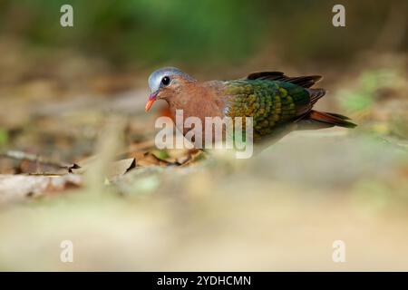 Chalcophaps indica, auch graue Smaragdtaube, Staatsvogel der Tamil Nadu, auch bekannt als Green Dove und Green-winge Stockfoto