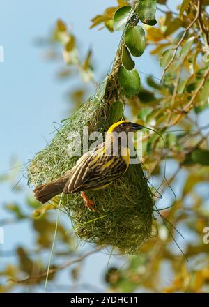 Baya-Weber Ploceus philippinus gelber Vogel, der auf dem indischen Subkontinent und Südostasien, in Grasland, in Anbauflächen, in Gestrüpp, hängend gefunden wird Stockfoto