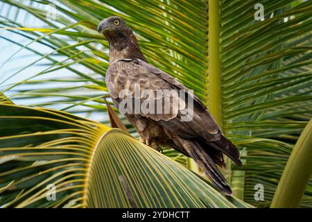 Pernis ptilorhynchus ist Raubvogel in Accipitridae, isst Larven von Bienen und Wespen aus Honigkämmen, braun m Stockfoto