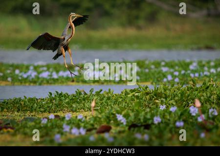 Purpurreiher - Ardea purpurea Watvögel aus der Familie der Reiher Ardeidae, Rassen in Afrika, Europa und Asien, jagt Fische, Nager, Frösche und Insekten, grau und Stockfoto