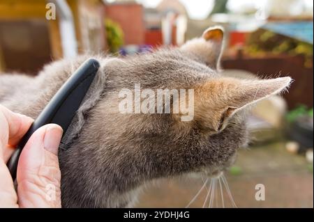 Nahaufnahme von Manns Hand, die eine Katze im Garten kämmt Stockfoto