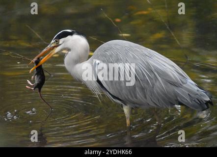 Graureiher (Ardea cinerea) essen ein kleines Nagetier am Furzton Lake in Milton Keynes. Stockfoto