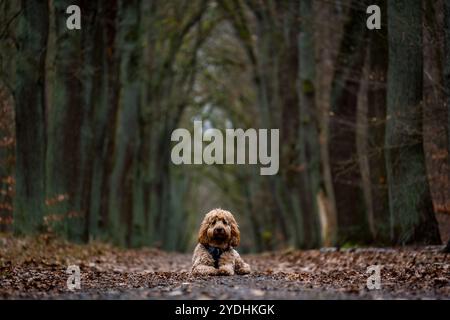 Der Hund liegt im Wald Stockfoto