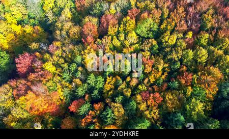 Drohnenblick auf einen Mischwald in Nordeuropa mit hellen Herbstfarben Stockfoto