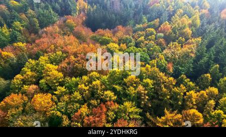 Drohnenblick auf einen Mischwald in Nordeuropa mit hellen Herbstfarben Stockfoto