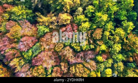 Drohnenblick auf einen Mischwald in Nordeuropa mit hellen Herbstfarben Stockfoto