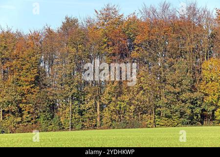 Kulturlandschaften in Nordrhein-Westfalen Kulturlandschaft am Stadtrand von Essen mit einem Waldrand neben landschaftlicher Nutzung im Herbst Essen Nordrhein-Westfalen Deutschland *** Kulturlandschaften in Nordrhein-Westfalen Kulturlandschaft am Stadtrand von Essen mit Waldrand neben landschaftlicher Nutzung im Herbst Essen Nordrhein-Westfalen Deutschland Stockfoto