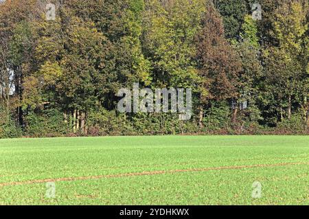 Kulturlandschaften in Nordrhein-Westfalen Kulturlandschaft am Stadtrand von Essen mit einem Waldrand neben landschaftlicher Nutzung im Herbst Essen Nordrhein-Westfalen Deutschland *** Kulturlandschaften in Nordrhein-Westfalen Kulturlandschaft am Stadtrand von Essen mit Waldrand neben landschaftlicher Nutzung im Herbst Essen Nordrhein-Westfalen Deutschland Stockfoto