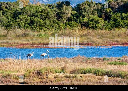 Vögel waten in der Lagune Gialova, einem artenreichen Feuchtgebiet in der Nähe von Pylos, Griechenland. Diese Gegend ist bekannt für ihre landschaftliche Schönheit und die reiche Tierwelt, die Migrationsbetriebe beherbergt Stockfoto