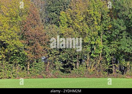 Kulturlandschaften in Nordrhein-Westfalen Kulturlandschaft am Stadtrand von Essen mit einem Waldrand neben landschaftlicher Nutzung im Herbst Essen Nordrhein-Westfalen Deutschland *** Kulturlandschaften in Nordrhein-Westfalen Kulturlandschaft am Stadtrand von Essen mit Waldrand neben landschaftlicher Nutzung im Herbst Essen Nordrhein-Westfalen Deutschland Stockfoto