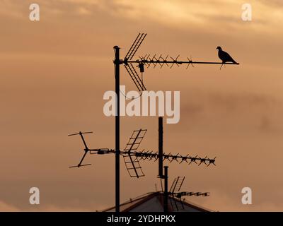 Eine Taube, die auf einer Antenne im Zentrum von Karlshamn sitzt. Stockfoto