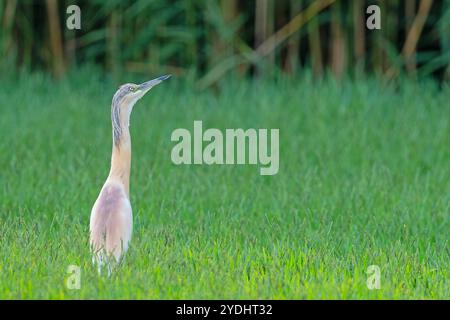 Reiher jagen zwischen grünem Gras in einem Feuchtgebiet. Squacco Reiher, Ardeola ralloides Stockfoto