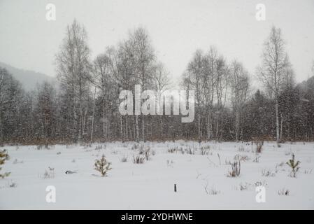 Wunderschöne Winterlandschaft in der Ferne durch dichte schneebedeckte Bäume an einem bewölkten Tag im Park in Russland. Stockfoto