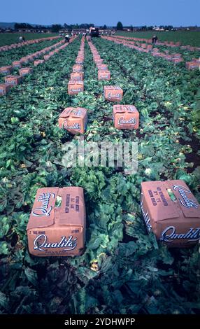 Salinas Valley, Kalifornien, USA. Reihen von Salatköpfen, während eine Crew von Landarbeitern Salinas Valley, zentrale Küstenregion von Kalifornien, 106 Meilen (170 km) südlich von San Francisco, CA, USA erntet. Stockfoto