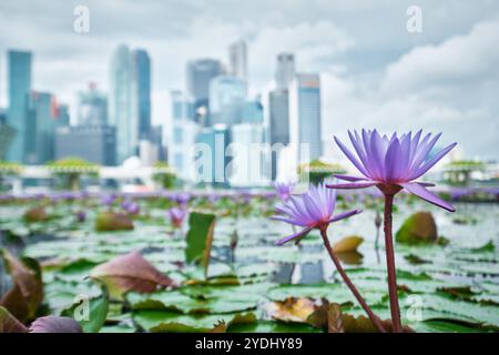 Singapur - 14. August 2024: Lilienteich unter dem Lotusförmigen Kunstwissenschaftsmuseum und der Skyline der Stadt. In der Nähe des Marina Bay Sands Stockfoto