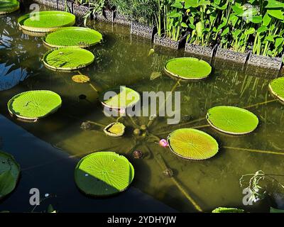 Singapur - 13. August 2024: Lilienpads in den Botanischen Gärten von Singapur Stockfoto