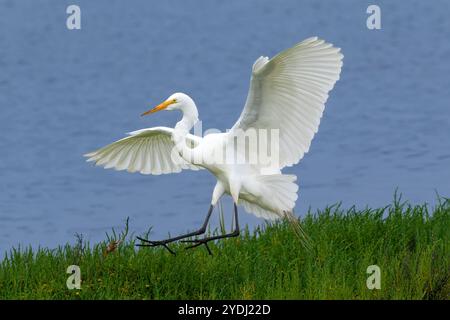 Großer Egret (Ardea Alba), Flügel ausgebreitet, landete im Feuchtgebiet nahe Huntington Beach, Kalifornien. Blaues Wasser im Hintergrund. Stockfoto