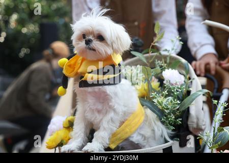 A Dog is a Scroller ist als Hummel während der Washington Square Park Halloween Dog Parade in New York, N.Y., Samstag, 26. Oktober 2024 gekleidet. Stockfoto