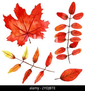 Herbstlaub. Eine Sammlung isolierter Herbstblätter. Vier lebendige Elemente, handgemaltes Set. Stockfoto