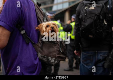 London, Großbritannien. Oktober 2024. Ein Hund wird während der Kundgebung in einem Rucksack getragen. Tausende Demonstranten versammelten sich im Zentrum Londons gegen einen Protest von Unite the Kingdom, der vom ehemaligen Anführer der English Defence League, Tommy Robinson, organisiert wurde. Robinson sollte an dem marsch teilnehmen, wird aber derzeit vor einem Gerichtsereignis am Montag in Gewahrsam genommen. (Foto: Christopher Walls/SOPA Images/SIPA USA) Credit: SIPA USA/Alamy Live News Stockfoto