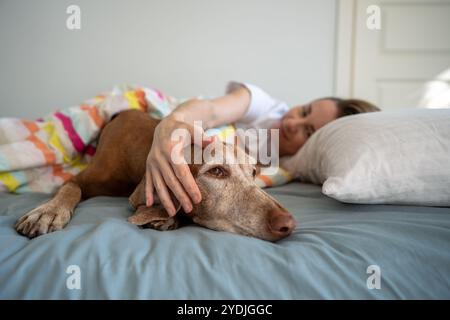 Schließen Sie den Maul des vizsla Hundes, der mit dem Besitzer liegt, der den Kopf des Tieres berührt, mit den Händen im Bett, zusammen aufgewacht. Stockfoto