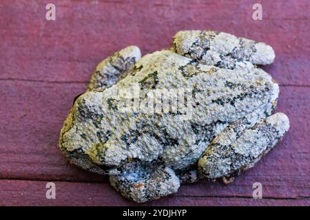 Ein grauer Baumfrosch, der auf Holz sitzt und versucht, sich in Arme und Beine einzufügen. Nahaufnahme Makroaufnahme Stockfoto