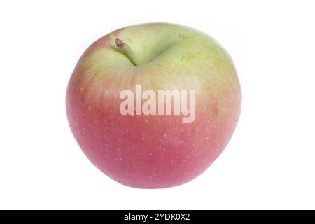 Frische Äpfel auf einem weißen Hintergrund Stockfoto