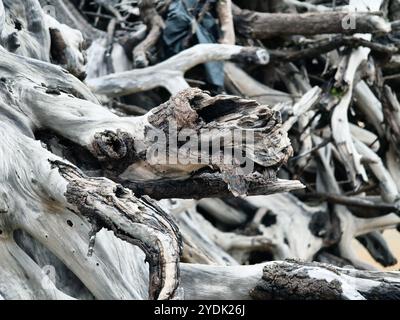 Großer Haufen bestehend aus Ästen und Zweigen am Strand Stockfoto