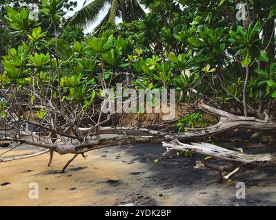 Großer Haufen bestehend aus Ästen und Zweigen am Strand Stockfoto