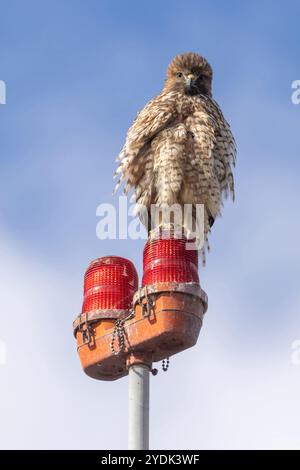 Rotschultriger Falke, Jugendlicher, auf einem Lichtmast für Flughafenbehinderungen, direkt nach dem Zittern der Federn. Palo Alto Baylands, Santa Clara County, Kalifornien Stockfoto