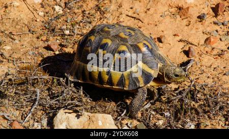 Angulatschildkröte (Chersina angulata) in natürlichem Lebensraum, Westkap, Südafrika Stockfoto