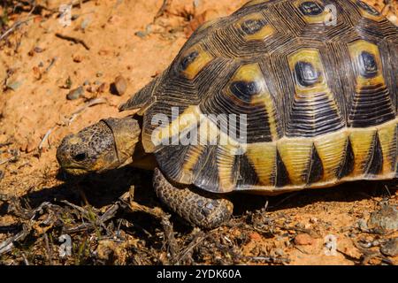 Chersina angulata, die angewinkelte Schildkröte im natürlichen Lebensraum, Westkap, Südafrika Stockfoto