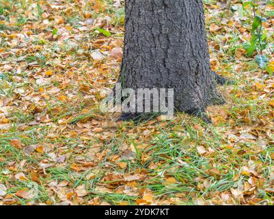 Die Basis des Stammes einer alten Eiche im Herbstpark. Orangefarbene, braune und gelb gefallene Eichenblätter im Sonnenlicht. Stockfoto