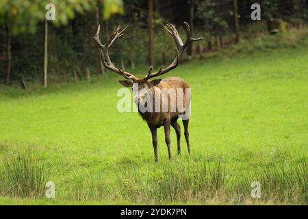 Männliches Rotwild mit beeindruckenden Geweihen auf einer grünen Wiese Stockfoto