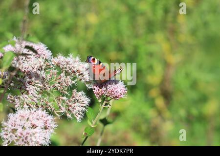 Ein Schmetterling steht auf einer rosa Blume Stockfoto