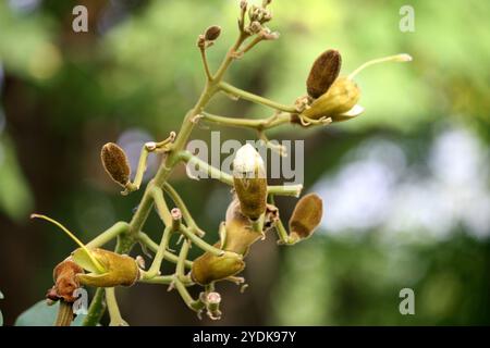 Katsagon (Fernandoa adenophylla) Blütenknospen zwischen grünem Laub. Stockfoto